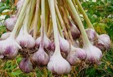 Garlic