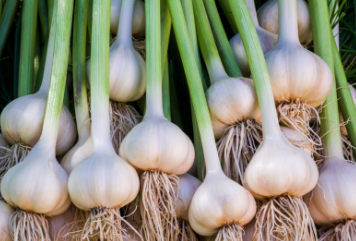 Garlic